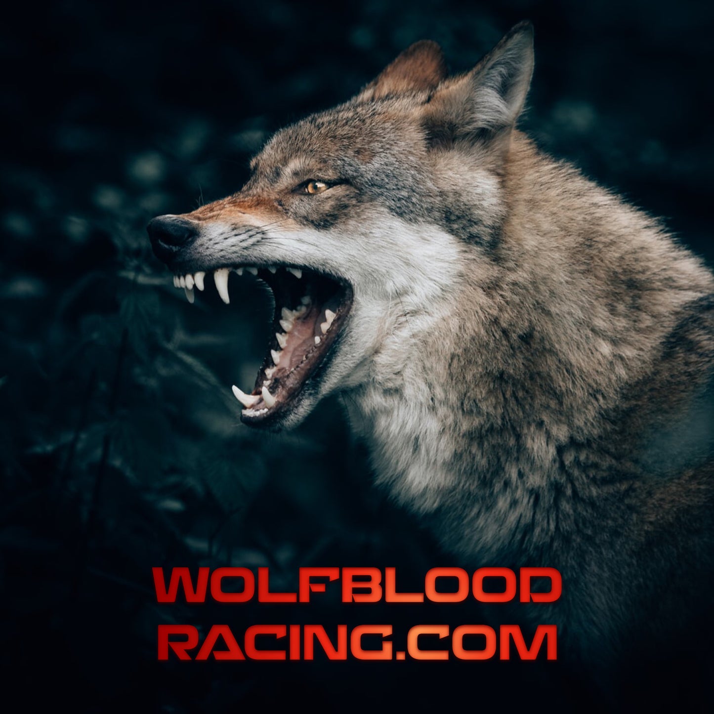 wolfblood racing engine oil modifier - 7